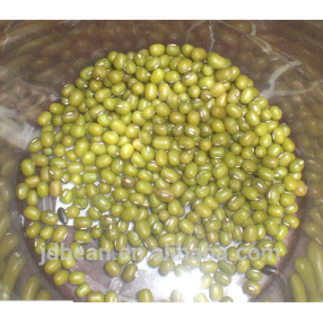 green mung bean for sprouting with high germination rates